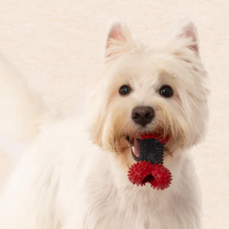 DUR Small Black/Red Bone Rubber Dog Toy | Made Of Recycled Balloons!