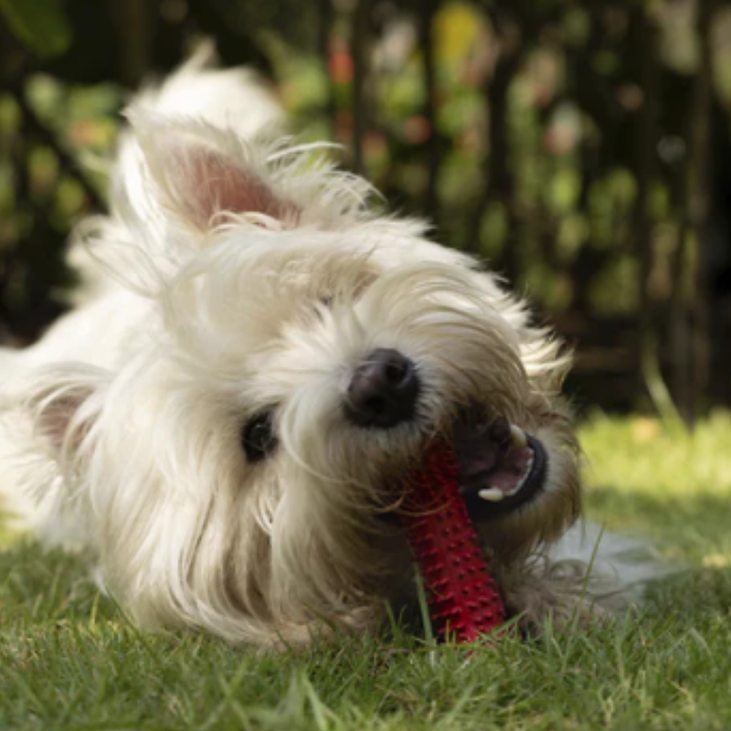 DUR Small Orange/Blue Bone Rubber Dog Toy | Made Of Recycled Balloons!