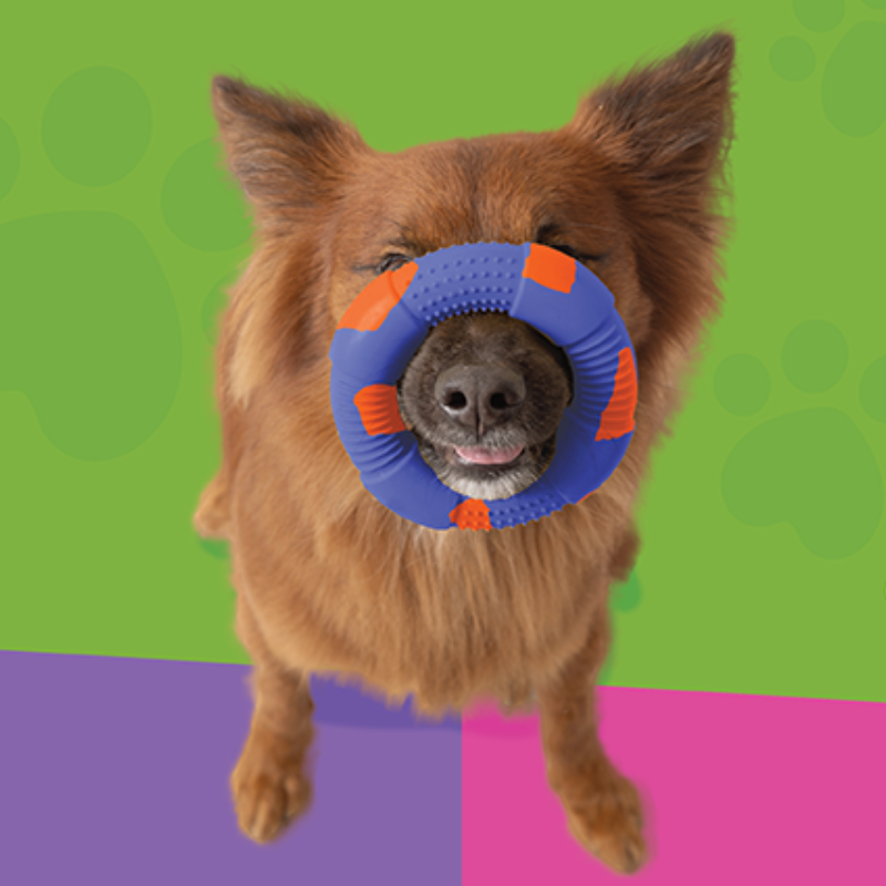 DUR Large Red/Caribbean Blue Rubber Ring Dog Toy | Made Of Recycled Balloons!