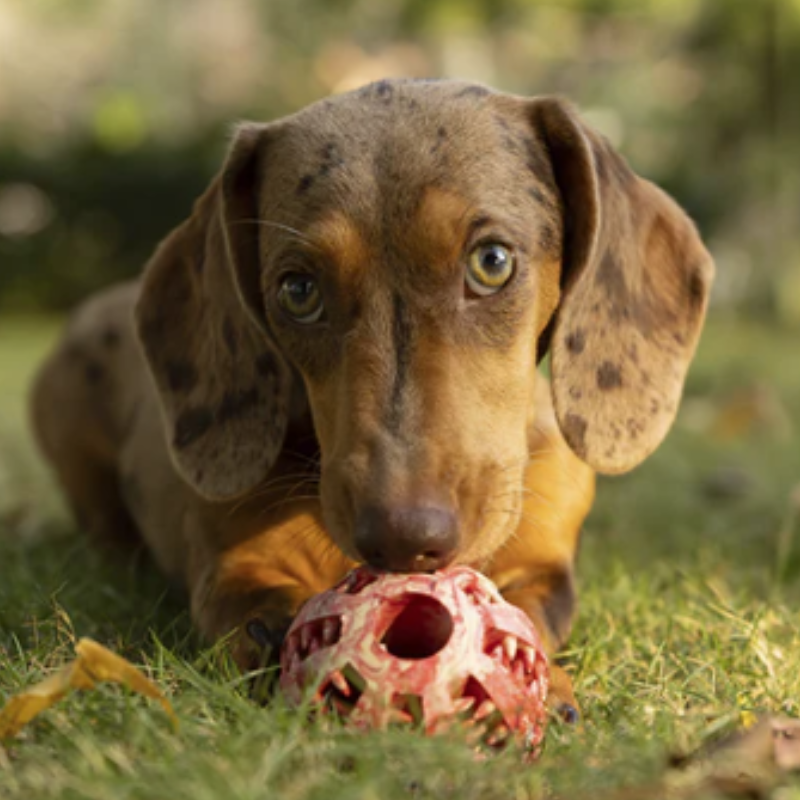 DUR Medium Black/White Rubber Ball Dog Toy | Made Of Recycled Balloons!